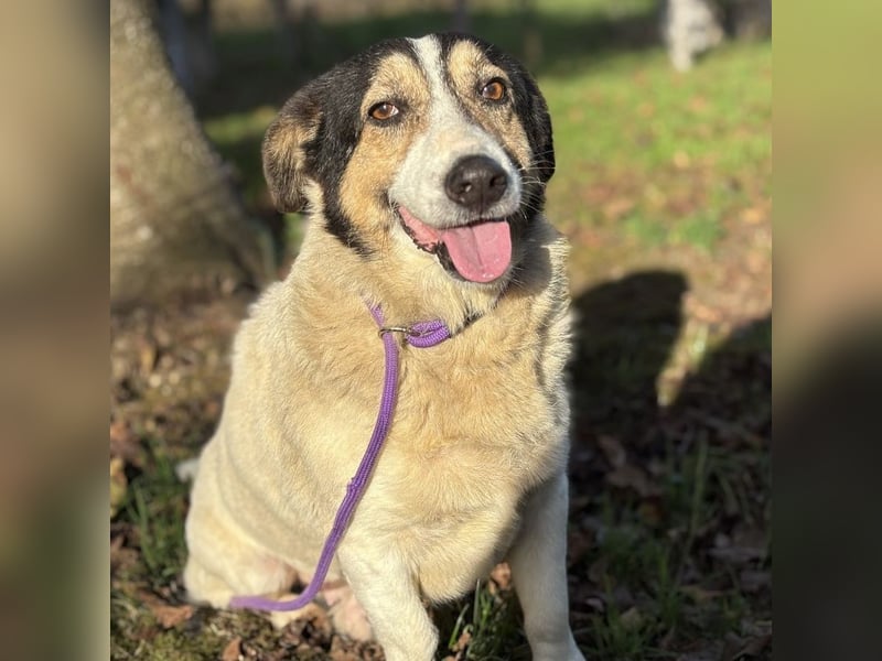 Mipp braucht jemanden der ihm lieb hat