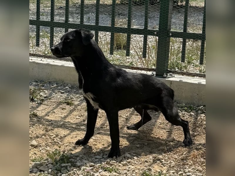 Filly ein schwarzer ängstlicher Bub