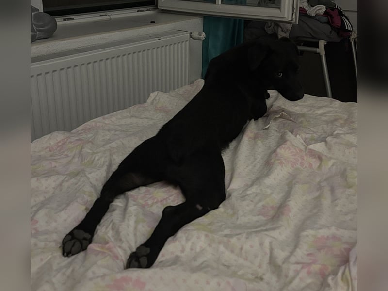Filly ein schwarzer ängstlicher Bub