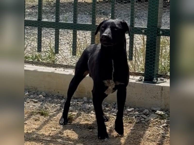 Filly ein schwarzer ängstlicher Bub