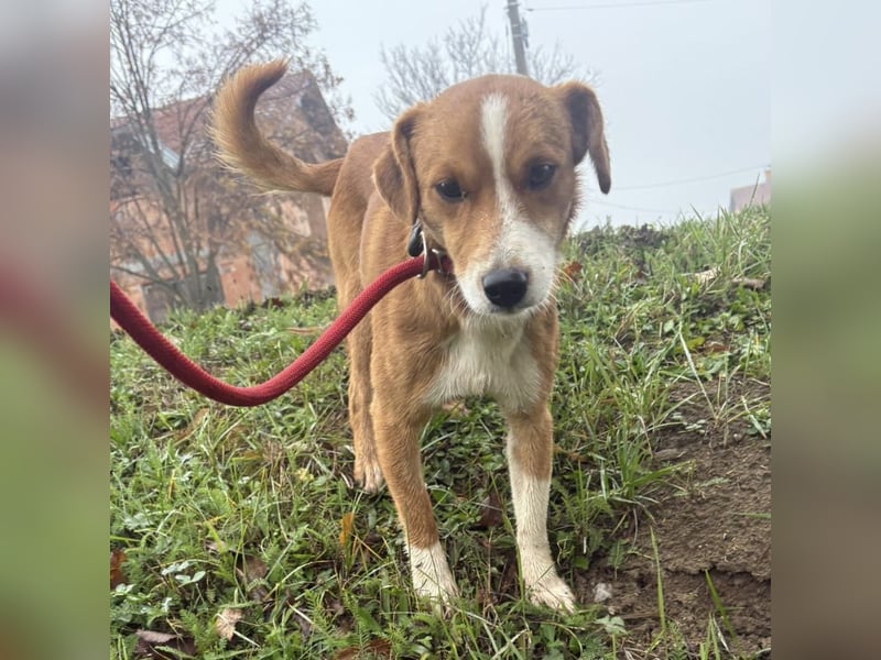 Mili ein absolut lieber kleiner Kerl