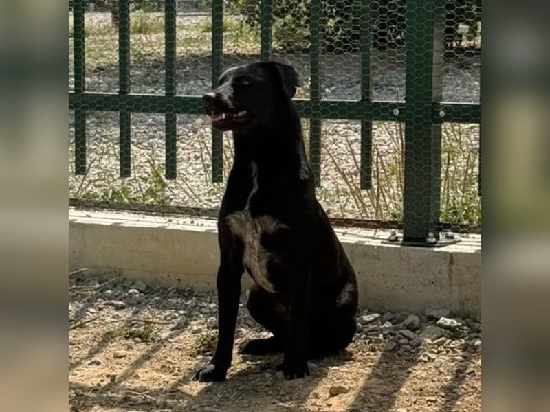 Filly ein schwarzer ängstlicher Bub