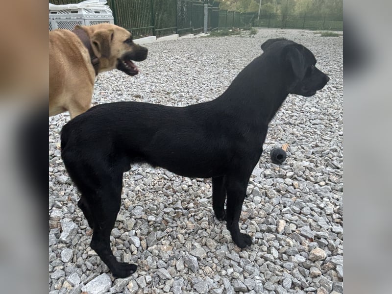 Filly ein schwarzer ängstlicher Bub