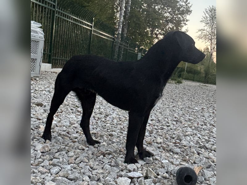 Filly ein schwarzer ängstlicher Bub
