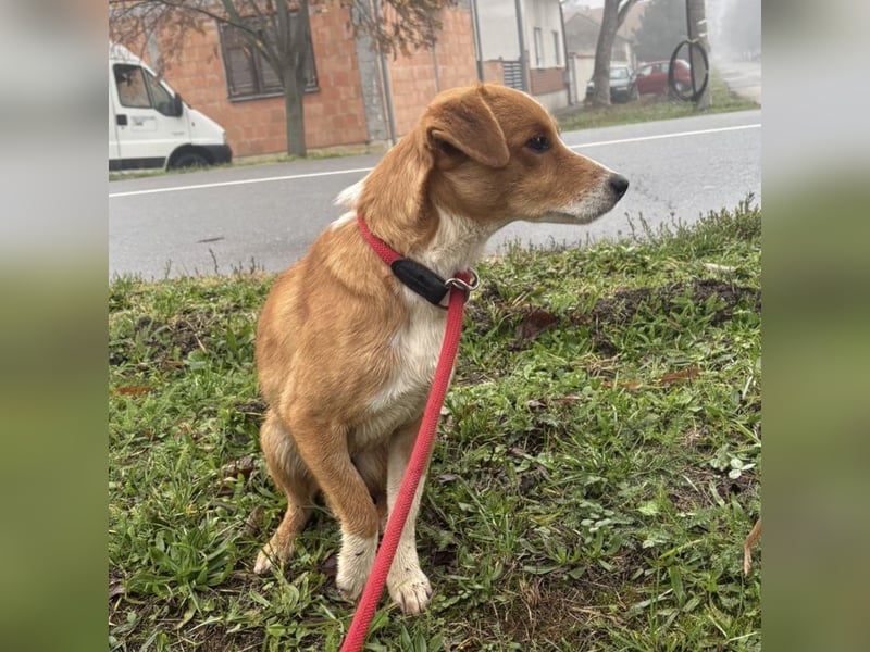 Mili ein absolut lieber kleiner Kerl