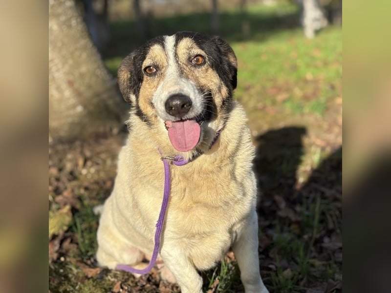 Mipp braucht jemanden der ihm lieb hat