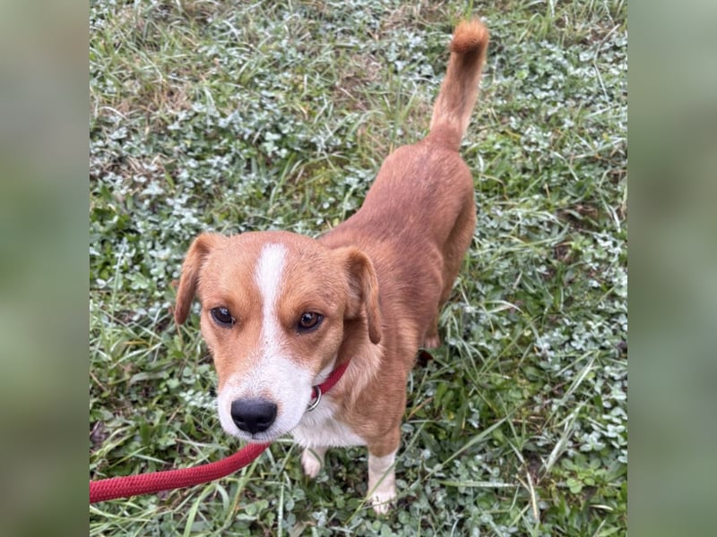 Mili ein absolut lieber kleiner Kerl