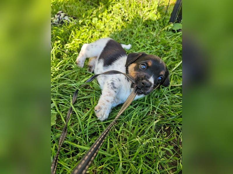 Jack Russel Tricolore