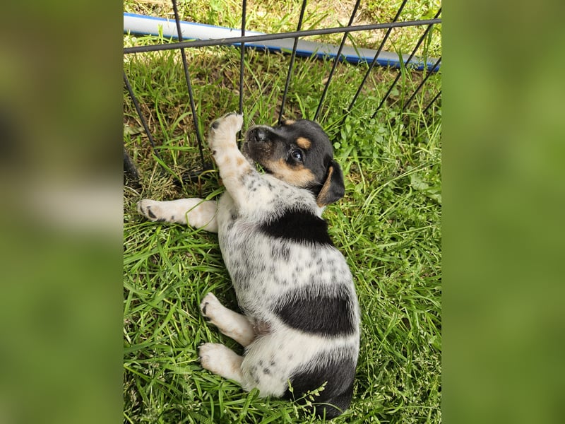 Jack Russel Tricolore