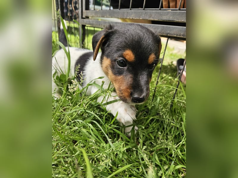 Jack Russel Tricolore