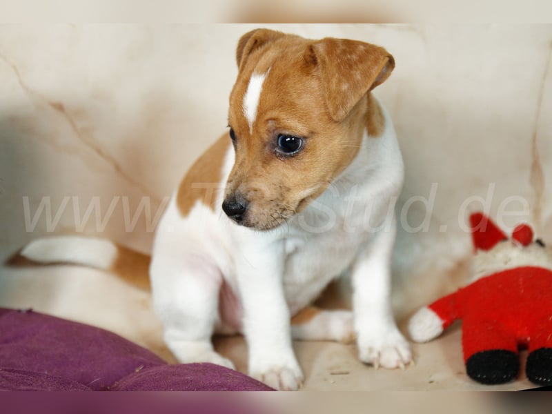 Jack Russell Terrier Welpen in Bicolor und Red-Merle abzugeben!
