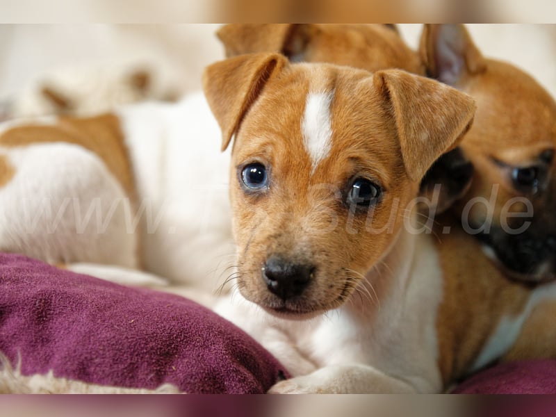Jack Russell Terrier Welpen in Bicolor und Red-Merle abzugeben!