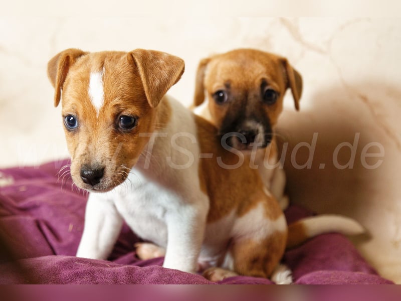 Jack Russell Terrier Welpen in Bicolor und Red-Merle abzugeben!