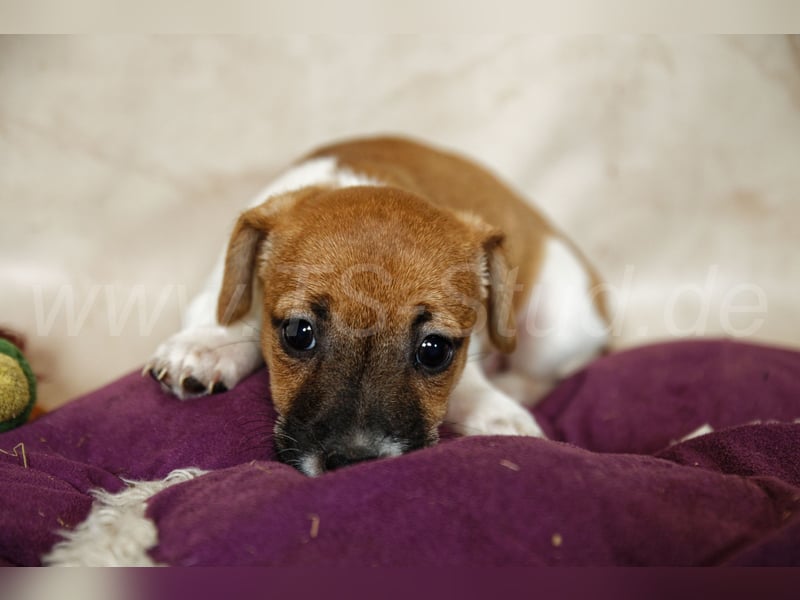 Jack Russell Terrier Welpen in Bicolor und Red-Merle abzugeben!