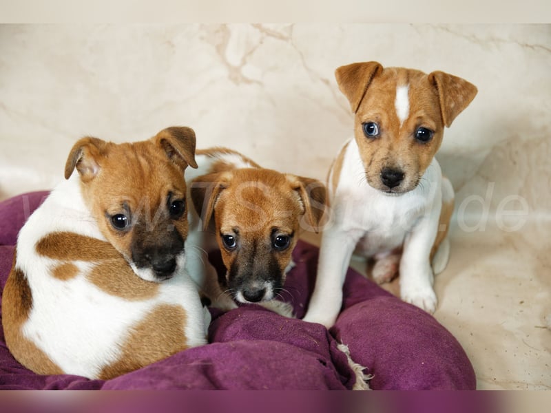 Jack Russell Terrier Welpen in Bicolor und Red-Merle abzugeben!