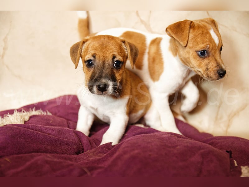 Jack Russell Terrier Welpen in Bicolor und Red-Merle abzugeben!