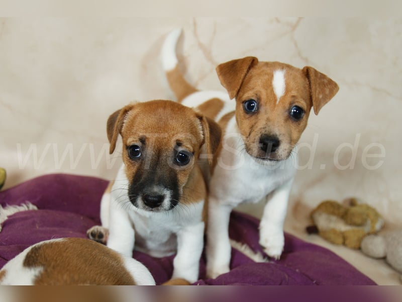 Jack Russell Terrier Welpen in Bicolor und Red-Merle abzugeben!