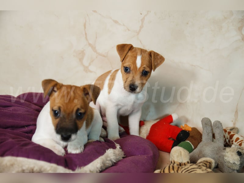 Jack Russell Terrier Welpen in Bicolor und Red-Merle abzugeben!
