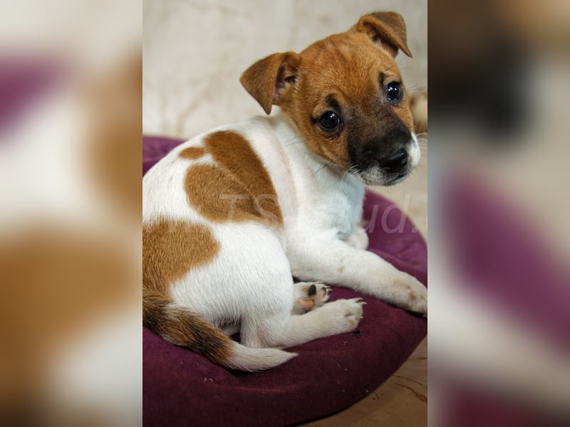 Jack Russell Terrier Welpen in Bicolor und Red-Merle abzugeben!