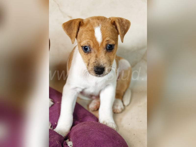 Jack Russell Terrier Welpen in Bicolor und Red-Merle abzugeben!