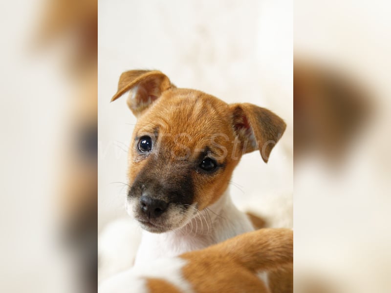 Jack Russell Terrier Welpen in Bicolor und Red-Merle abzugeben!