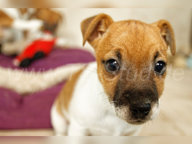 Jack Russell Terrier Welpen in Bicolor und Red-Merle abzugeben!