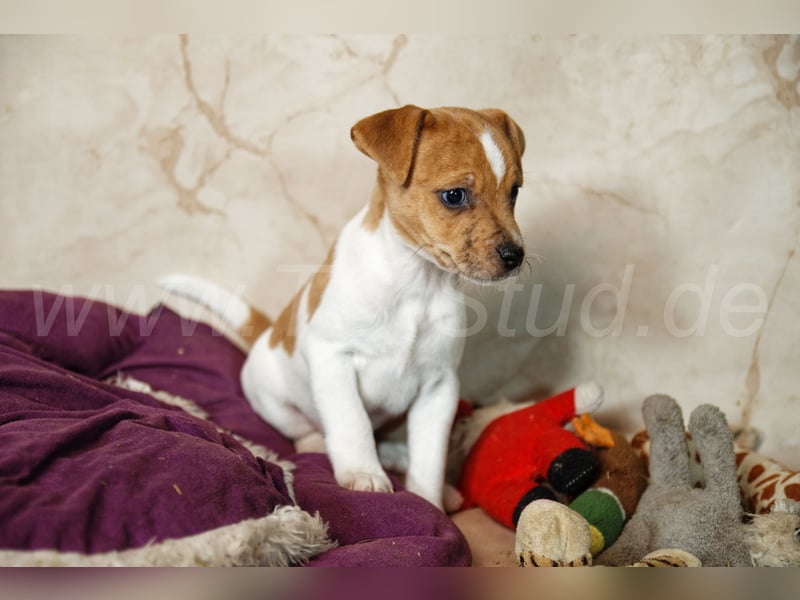 Jack Russell Terrier Welpen in Bicolor und Red-Merle abzugeben!