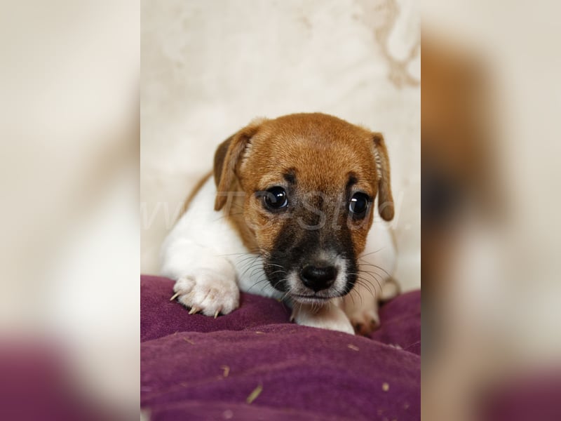 Jack Russell Terrier Welpen in Bicolor und Red-Merle abzugeben!