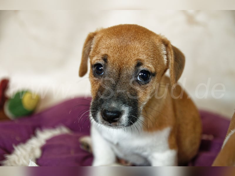 Jack Russell Terrier Welpen in Bicolor und Red-Merle abzugeben!