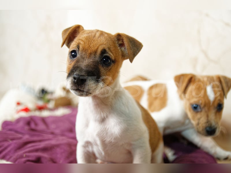 Jack Russell Terrier Welpen in Bicolor und Red-Merle abzugeben!