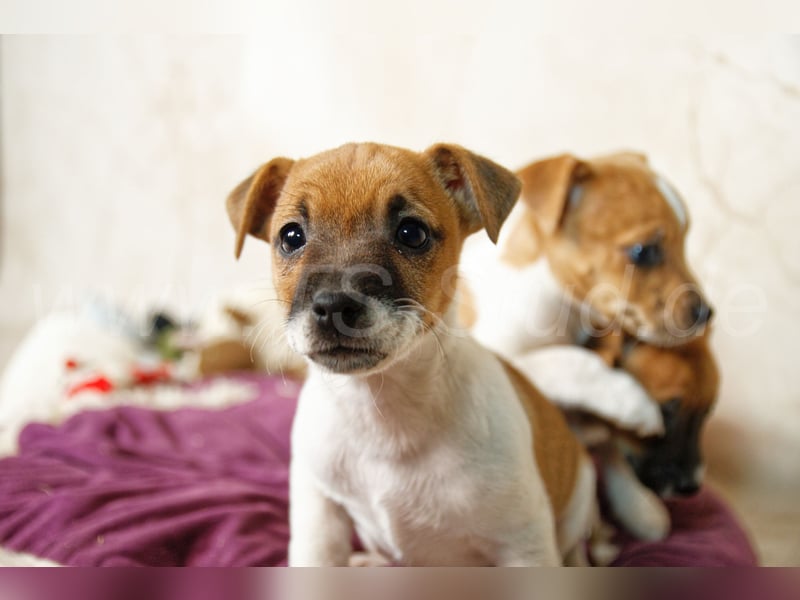 Jack Russell Terrier Welpen in Bicolor und Red-Merle abzugeben!