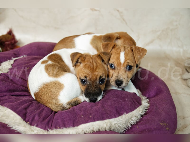 Jack Russell Terrier Welpen in Bicolor und Red-Merle abzugeben!