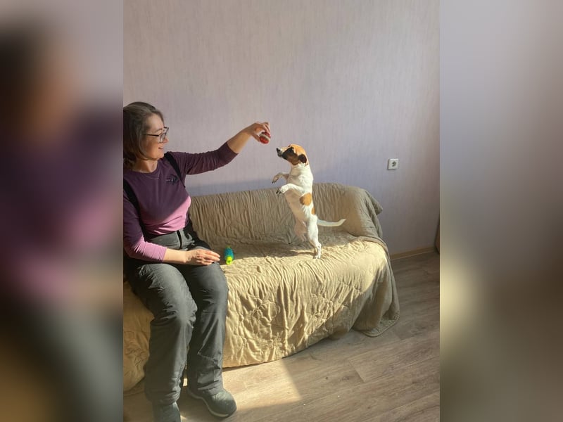 Jack Russell Terrier JULIE sucht ihre neue Familie!