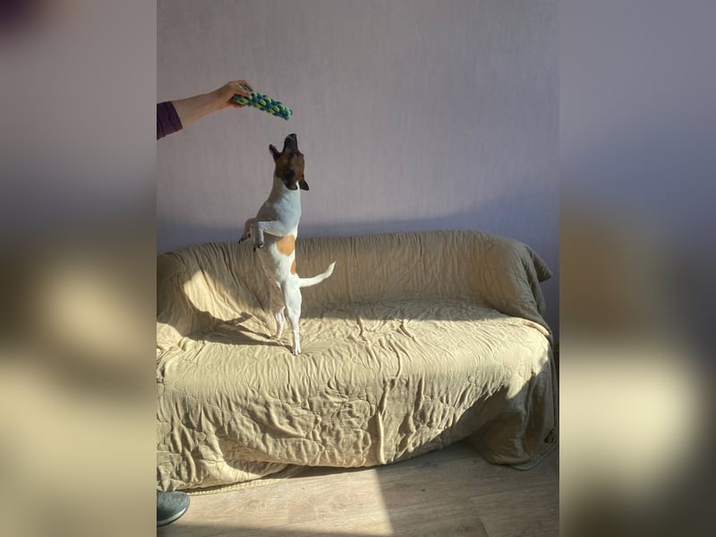 Jack Russell Terrier JULIE sucht ihre neue Familie!