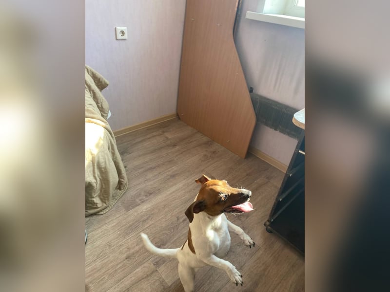 Jack Russell Terrier JULIE sucht ihre neue Familie!