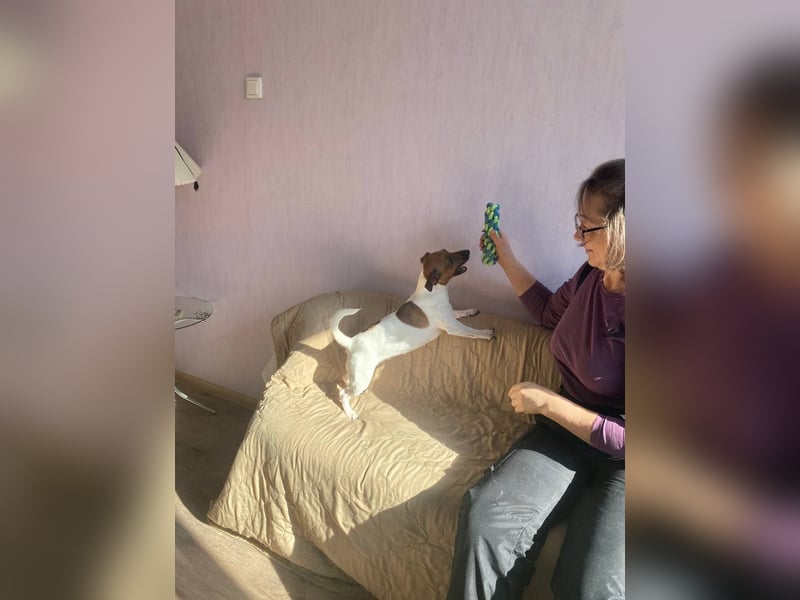 Jack Russell Terrier JULIE sucht ihre neue Familie!