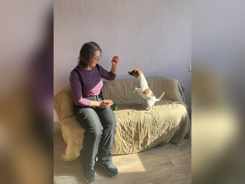 Jack Russell Terrier JULIE sucht ihre neue Familie!
