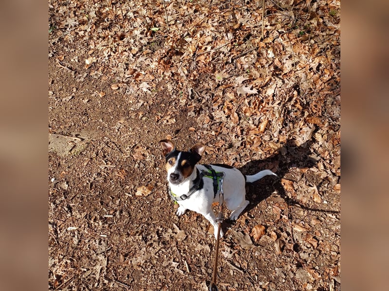 Zuhause gesucht für Terrier Hündin Miluo