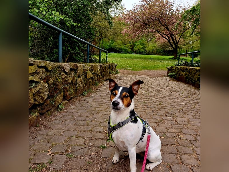 Zuhause gesucht für Terrier Hündin Miluo