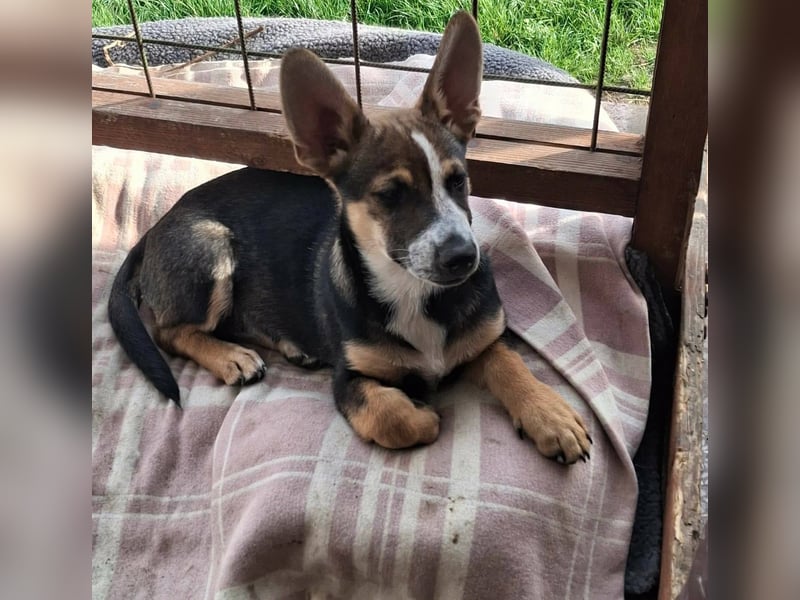 MOIRA ca. 4 mon. JRT-mix-Mädchen sucht aktive Familie