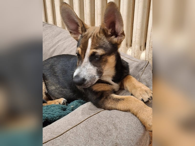 MOIRA ca. 4 mon. JRT-mix-Mädchen sucht aktive Familie