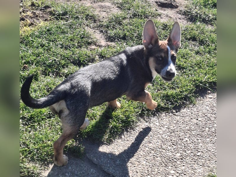 MOIRA ca. 4 mon. JRT-mix-Mädchen sucht aktive Familie