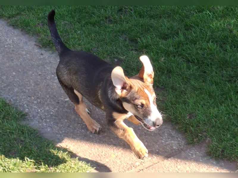 MOIRA ca. 4 mon. JRT-mix-Mädchen sucht aktive Familie