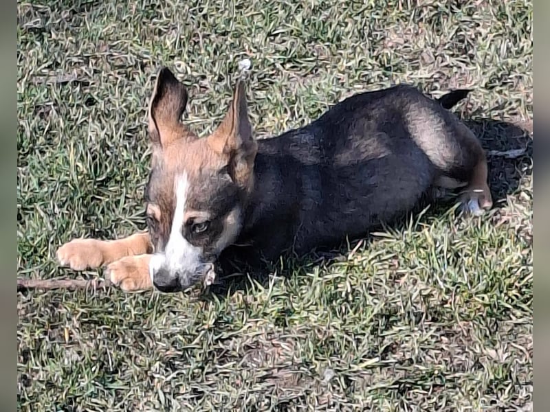 MOIRA ca. 4 mon. JRT-mix-Mädchen sucht aktive Familie