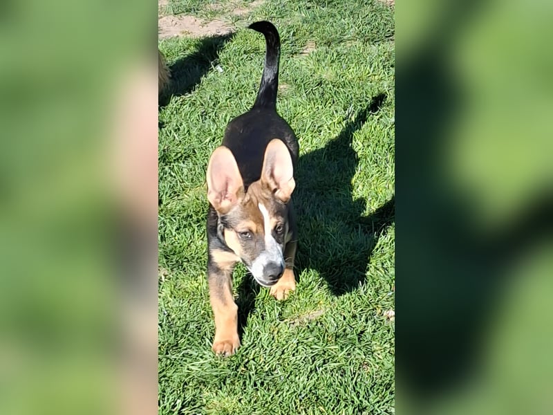 MOIRA ca. 4 mon. JRT-mix-Mädchen sucht aktive Familie