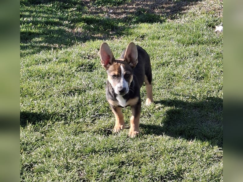 MOIRA ca. 4 mon. JRT-mix-Mädchen sucht aktive Familie