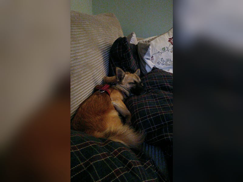 Mischlingsrüde Jack russel x zwergspitz Hugo 1 Jahr alt