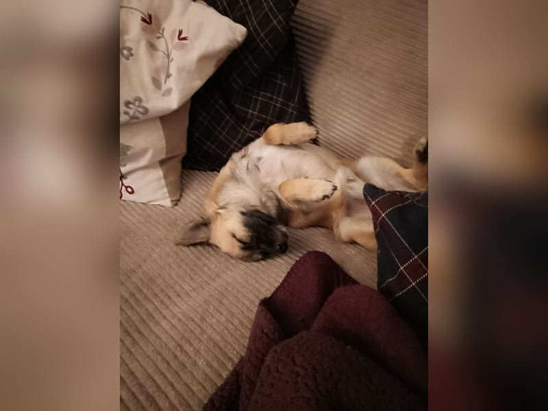 Mischlingsrüde Jack russel x zwergspitz Hugo 1 Jahr alt