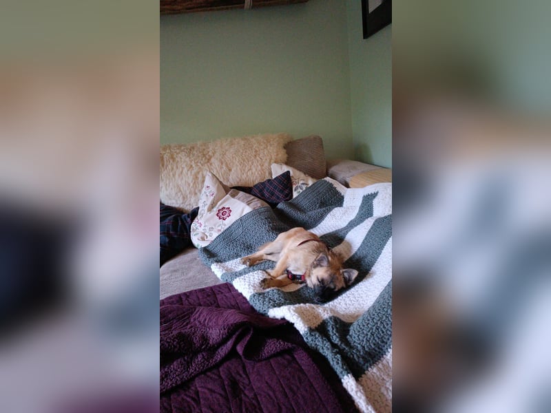 Mischlingsrüde Jack russel x zwergspitz Hugo 1 Jahr alt