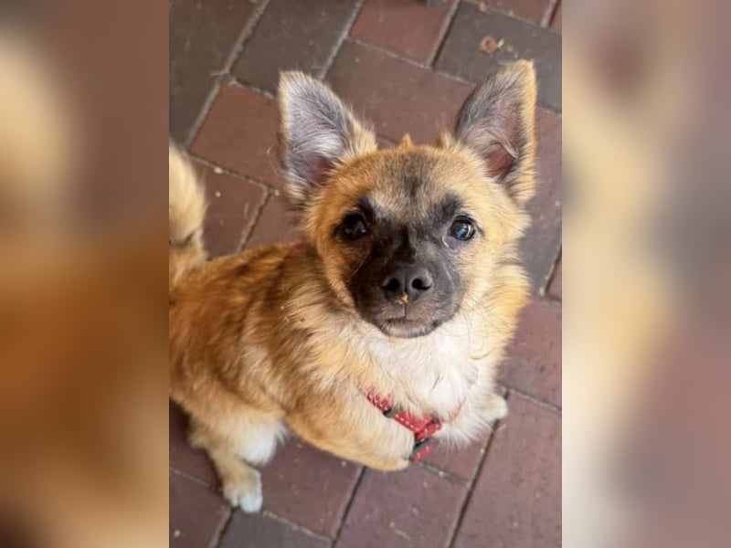 Mischlingsrüde Jack russel x zwergspitz Hugo 1 Jahr alt